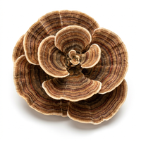 Turkey Tail