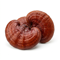 Reishi