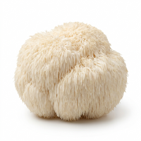 Lion's Mane
