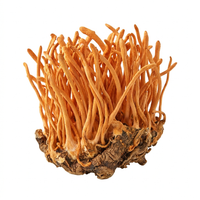 Cordyceps