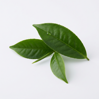 Green Tea Extract