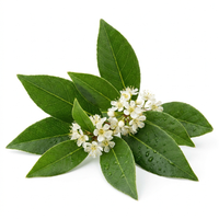 Tea Tree Oil